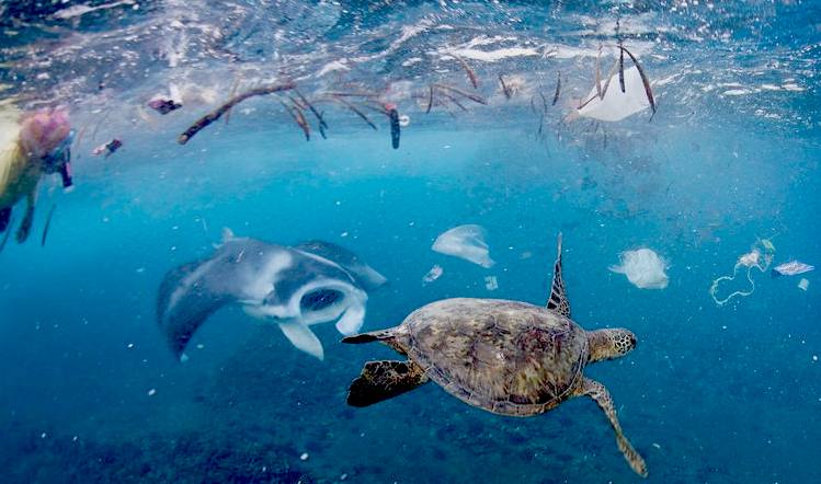 plastic turtle manta ray ocean trash challenge one breath photo